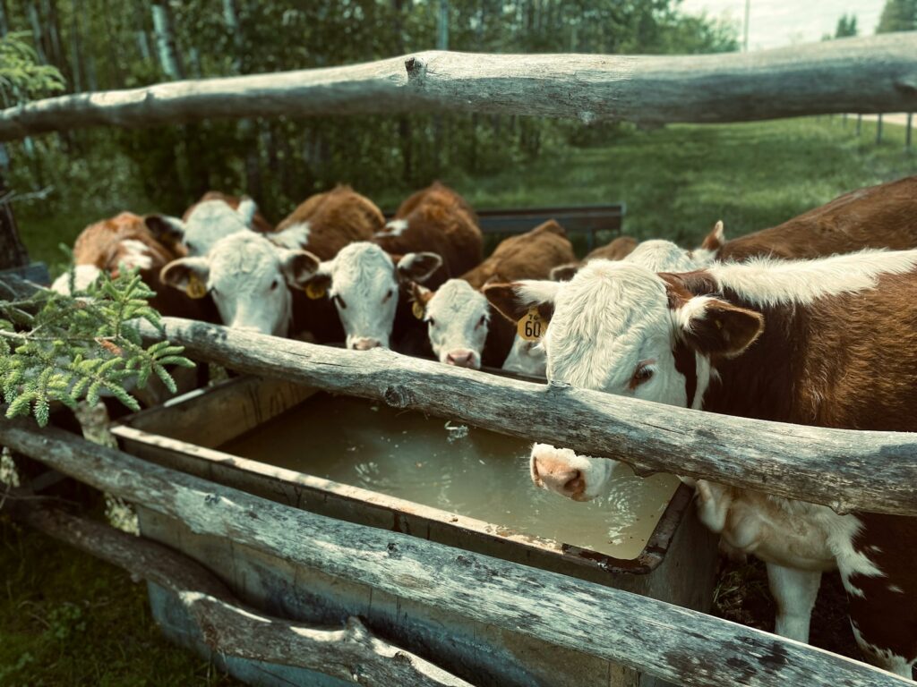 a herd of cows drinking water from a trough
