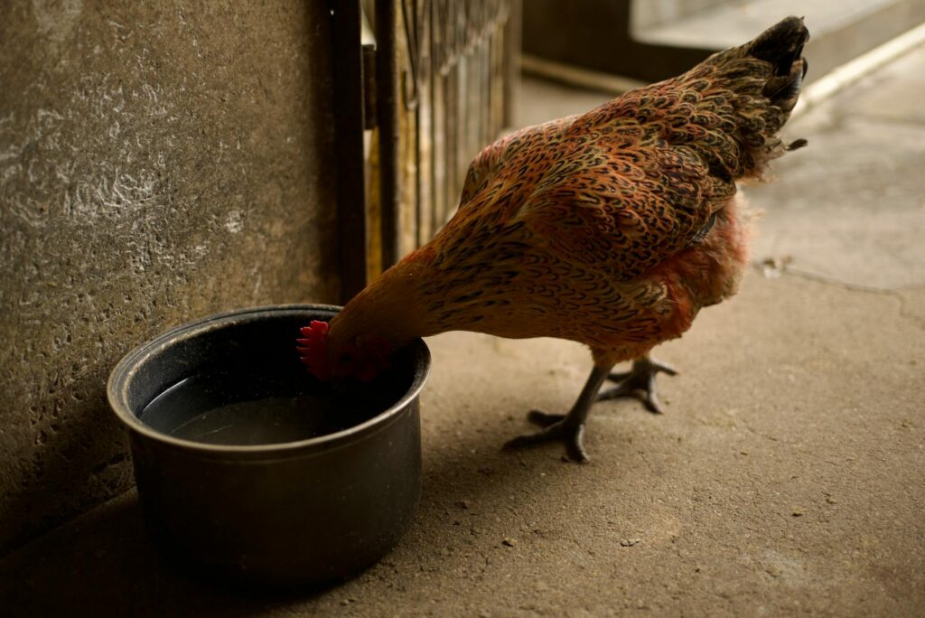 Close-up of a domestic chicken drinking water from a black bowl in an indoor setting.