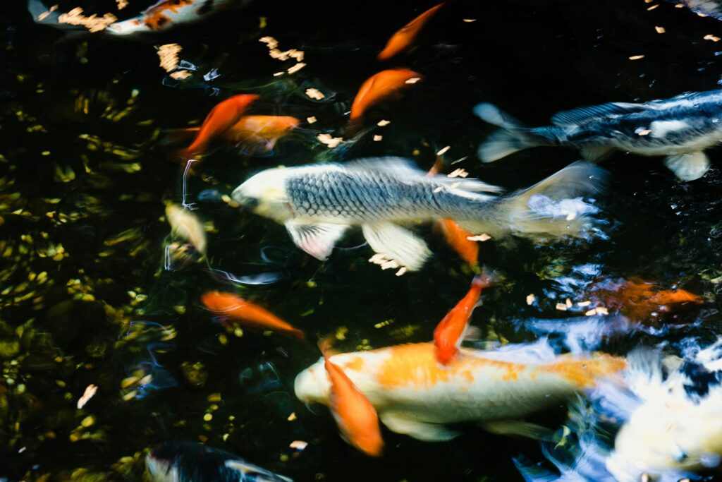 white and orange koi fish